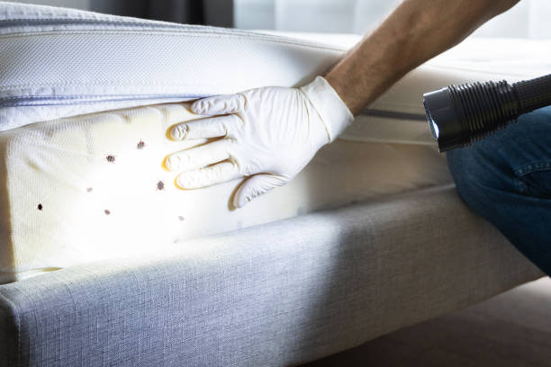 Best Flea Control Services  in Dalhart, TX