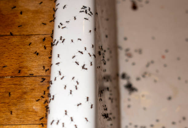 Best Insect Control  in Dalhart, TX