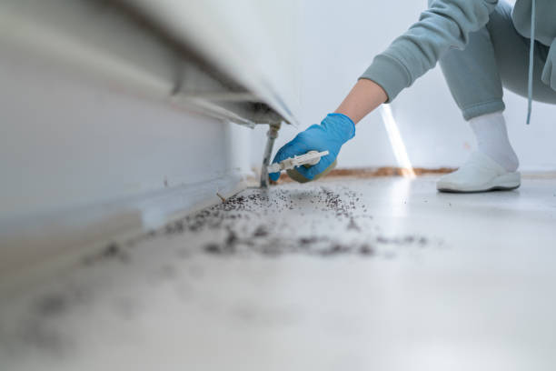 Best Residential Pest Control  in Dalhart, TX